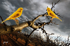 canarie.gif